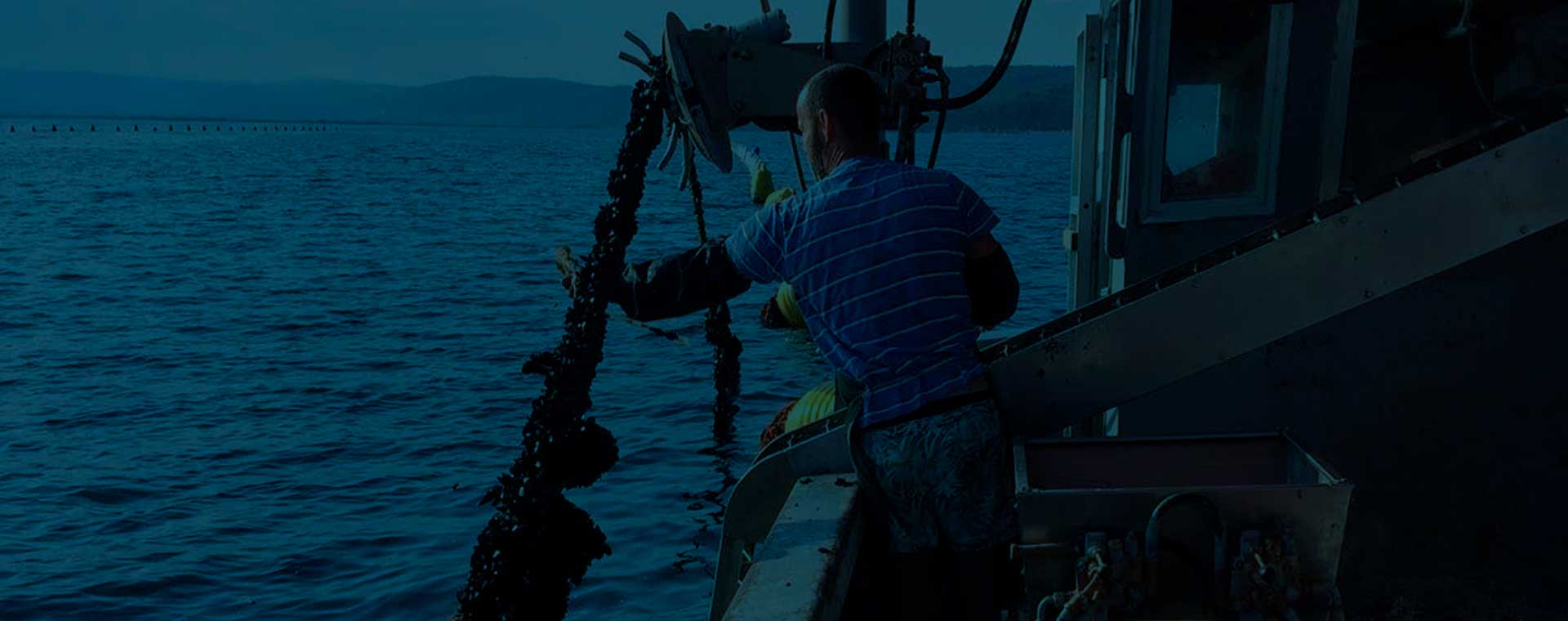 dagnja; dagnje; mušula; mušmula; pizdica; daglja; datul; pedoc; pidoc; pizdica; mušula; ušenak; školjka