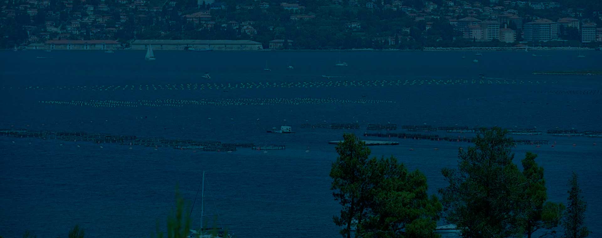 dagnja; dagnje; mušula; mušmula; pizdica; daglja; datul; pedoc; pidoc; pizdica; mušula; ušenak; školjka