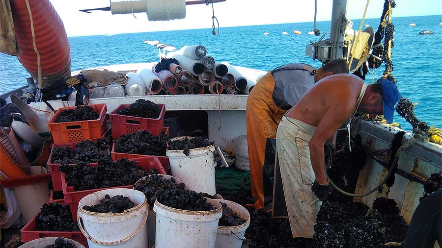 Dagnje, datule, pedoći, mušule - uzgoj školjaka u Savudrijskoj vali