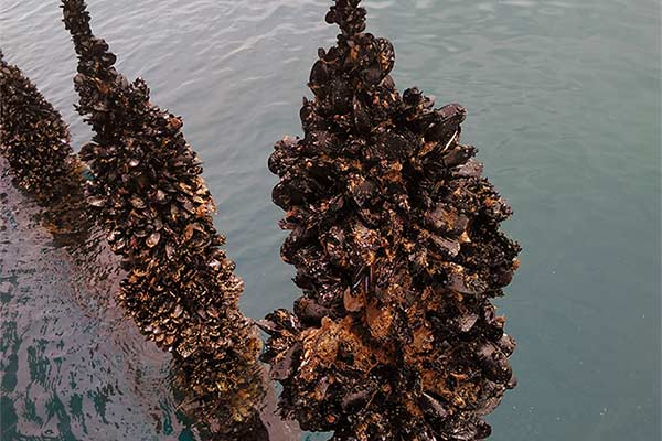 Dagnje, datule, pedoći, mušule - uzgajalište školjaka u Savudrijskoj vali