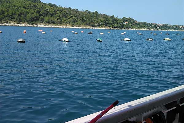 Dagnje, datule, pedoći, mušule - uzgajalište školjaka u Savudrijskoj vali