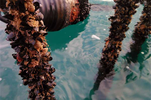 Dagnje, datule, pedoći, mušule - uzgajalište školjaka u Savudrijskoj vali