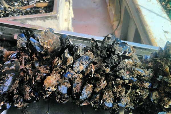 Dagnje, datule, pedoći, mušule - uzgajalište školjaka u Savudrijskoj vali