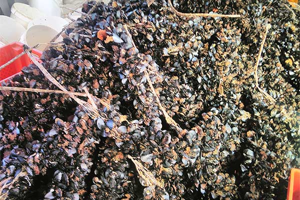 Dagnje, datule, pedoći, mušule - uzgajalište školjaka u Savudrijskoj vali