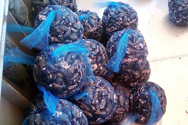 Dagnje, datule, pedoći, mušule - uzgajalište školjaka u Savudrijskoj vali