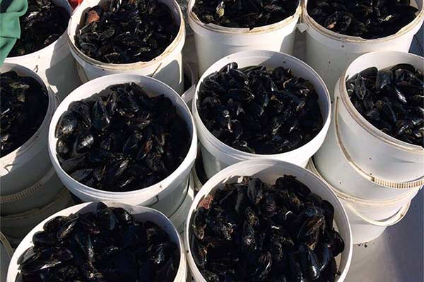 Dagnje, datule, pedoći, mušule - uzgajalište školjaka u Savudrijskoj vali