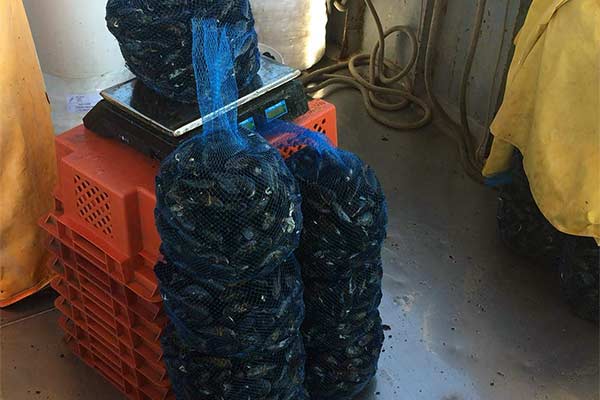 Dagnje, datule, pedoći, mušule - uzgajalište školjaka u Savudrijskoj vali