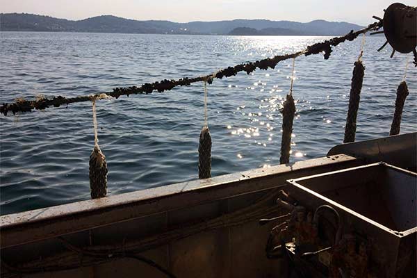 Dagnje, datule, pedoći, mušule - uzgajalište školjaka u Savudrijskoj vali