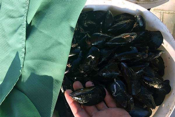 Dagnje, datule, pedoći, mušule - uzgajalište školjaka u Savudrijskoj vali