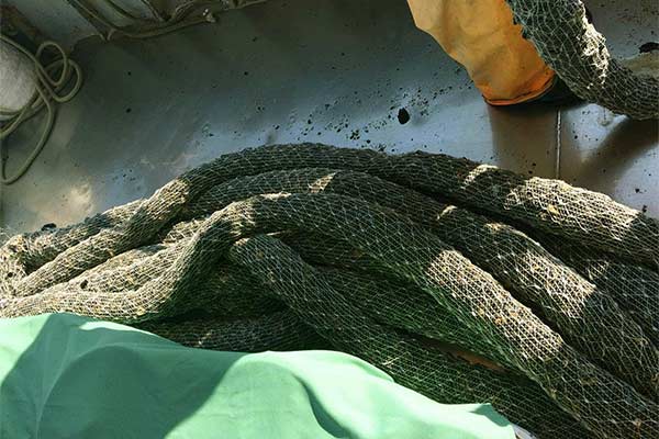 Dagnje, datule, pedoći, mušule - uzgajalište školjaka u Savudrijskoj vali