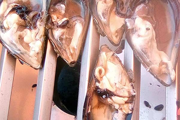 Dagnje, datule, pedoći, mušule - uzgajalište školjaka u Savudrijskoj vali