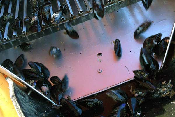 Dagnje, datule, pedoći, mušule - uzgajalište školjaka u Savudrijskoj vali